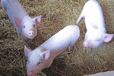 猪饲料添加剂的基本分类和应用方法介绍