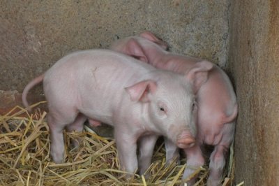 如何养猪和为什么用养猪饲料好？