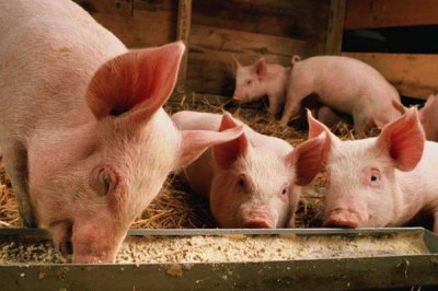 饲料添加剂在家畜动物中发挥的作用