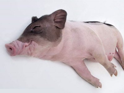 <b>鑫华胜分享酵母类饲料添加剂在猪养殖业中的作用</b>