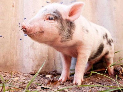 <b>饲料添加剂厂家分享猪常用的添加剂有哪些</b>