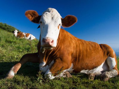 <b>肉牛常用的饲料添加剂都有哪几种?</b>