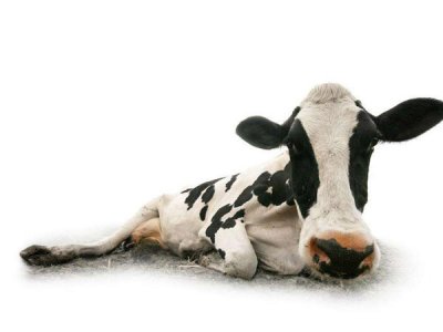 鑫华胜讲解奶牛常用的饲料添加剂