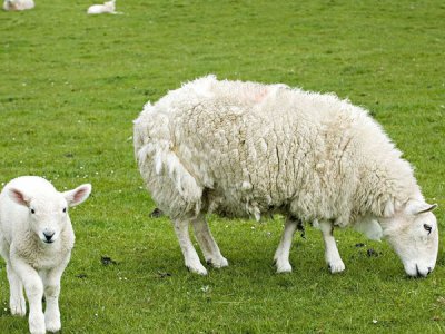 养羊该如何添加添加剂