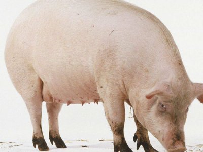 养猪巧用饲料添加剂,提高经济效益