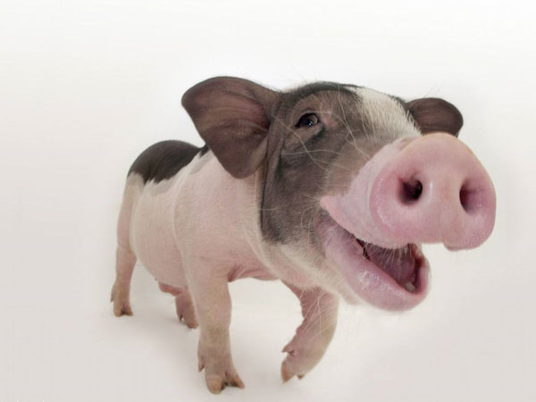 猪饲料添加剂厂家分析猪吃什么增重快