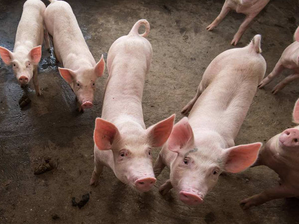 猪饲料添加剂厂家分享三种猪饲料配方