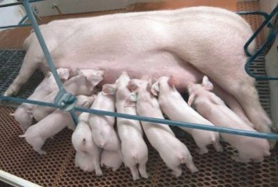 猪饲料添加剂厂家带您了解母猪便秘的危害以及原因