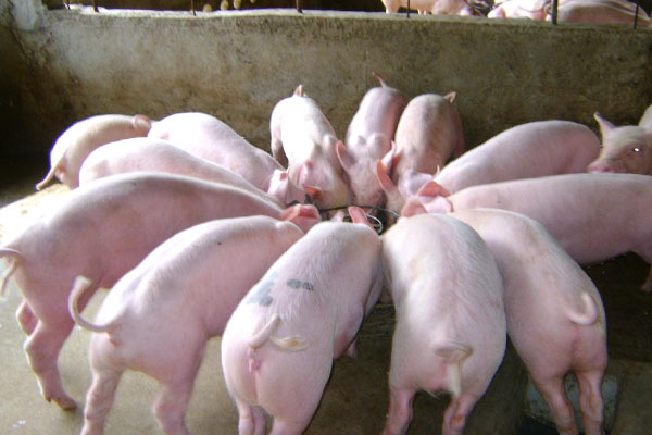 饲料添加剂价格