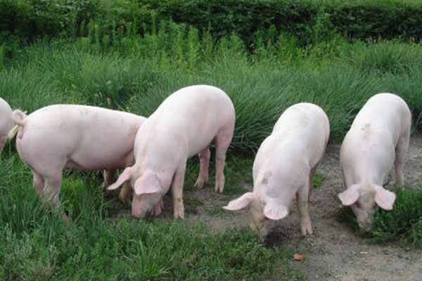 中草药饲料添加剂