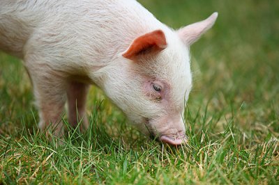 中草药饲料添加剂的相关优势介绍