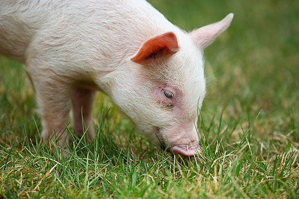 中草药饲料添加剂