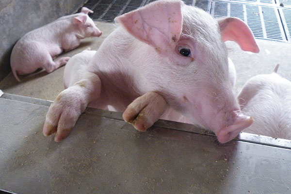 中草药饲料添加剂