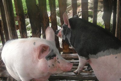 饲料添加剂厂家介绍，添加剂的功效以及使用方法