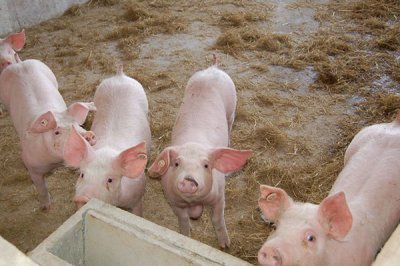 中草药饲料添加剂对家畜来说有什么好处