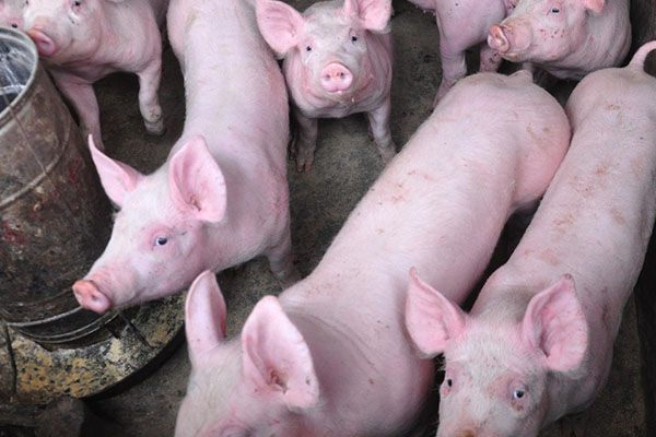 中草药饲料添加剂