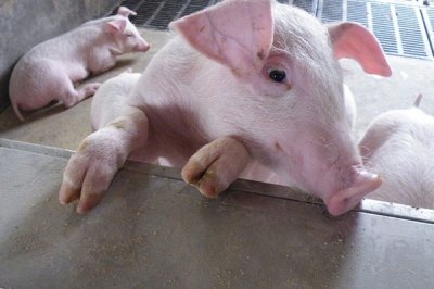 饲料添加剂产出和运用时不能这么做