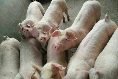 甘露寡糖对于小猪肠道会有什么影响