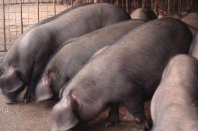 烟酸铬，你听说过这种物质吗