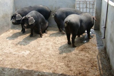 烟酸铬对人和家畜有什么不同的作用