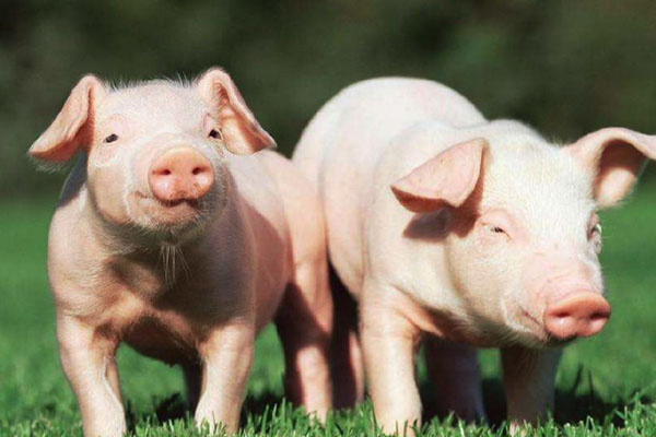 常见饲料添加剂在 2024 年 12 月中旬的价格信息