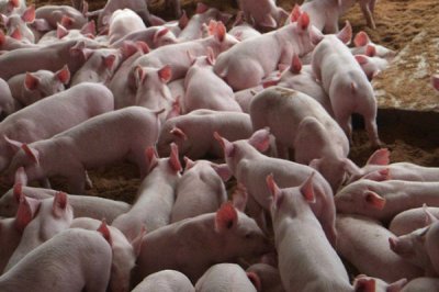 甘露寡糖的三大作用