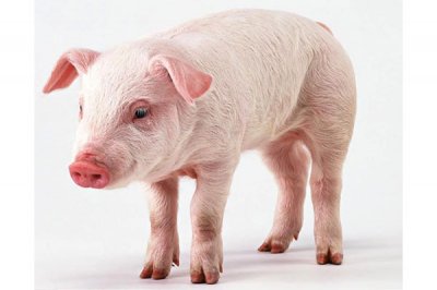 甘露寡糖为什么被应用在猪等家畜中