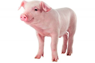 鑫华胜为您介绍，烟酸铬在猪上的应用