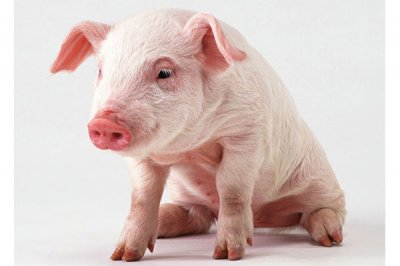 饲料添加剂的使用标准是怎样的