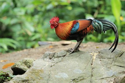 饲料添加剂之氨基酸的基本内容介绍与说明