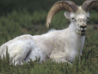 饲料添加剂生产厂家分享养羊添加饲料添加剂的方法