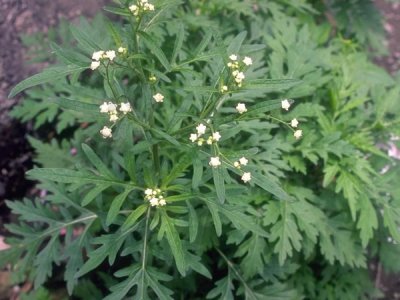 艾叶也可以当做饲料添加剂使用,你知道吗