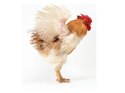 从外观辨别“真假”饲料添加剂