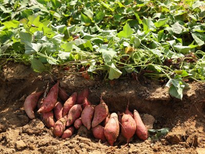 红薯也能够作为饲料添加剂?你不知道吗?