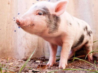 饲料添加剂-甘露寡糖在动物生产中的应用