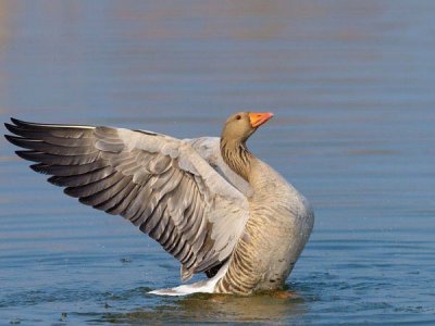 水产动物添加饲料添加剂-甘露寡糖有何作用