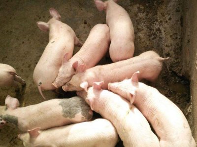 养猪选择鑫华胜饲料添加剂