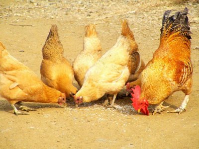 如何给鸡添加饲料添加剂呢?