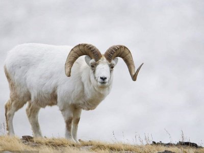 矿物质饲料添加剂对羊能够起到这6点作用
