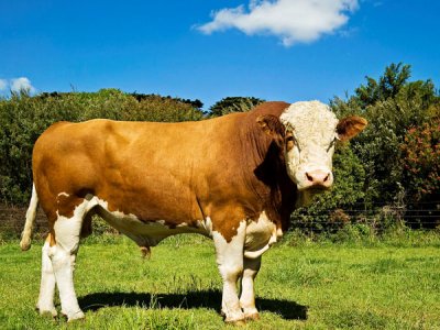如何提高牛乳的品质?
