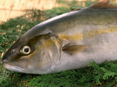 甘露寡糖在水产动物中使用,有何作用?