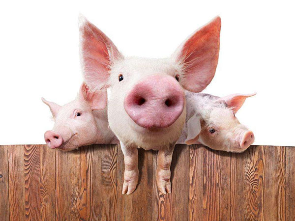 猪饲料添加剂厂家分析猪吃什么增重快