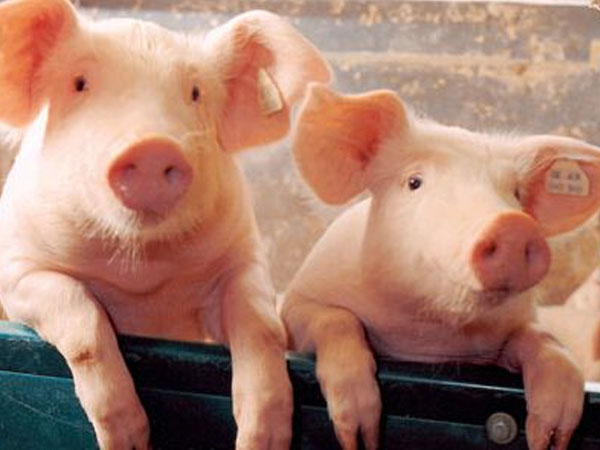 饲料添加剂生产厂家