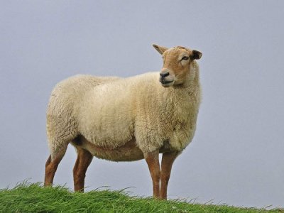 鑫华胜给大家讲述三种羊用饲料添加剂