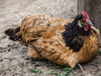 饲料添加剂生产厂家也要坚持绿色发展