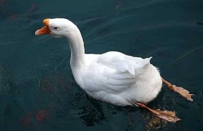 饲料添加剂生产厂家的养鹅三观