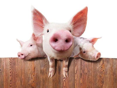 应该如何喂养猪饲料添加剂