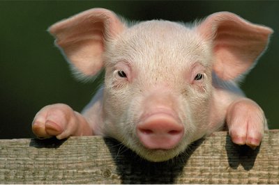 教您如何正确认识和使用饲料添加剂